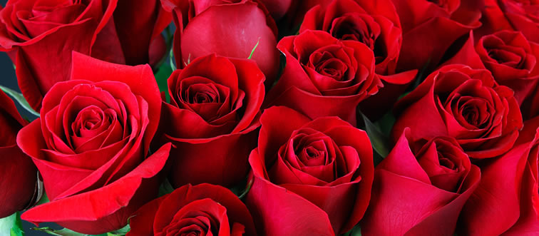 Can you name the iconic crimson bloom that practically serves as the universal soundtrack for romance?