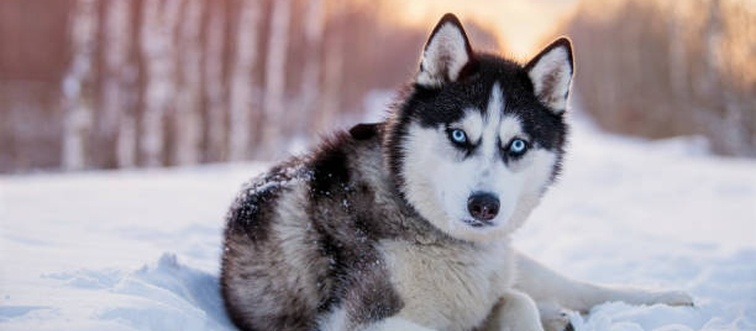 Drop the needle on this Arctic classic:
A wolf-style looker boasting a dense double coat, pointed triangular ears, and striking icy-blue or mismatched eyes, born to haul heavy sleds across the frozen Siberian wild.